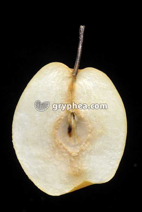 Poire Nashi - fruit en CL - gryphea.com